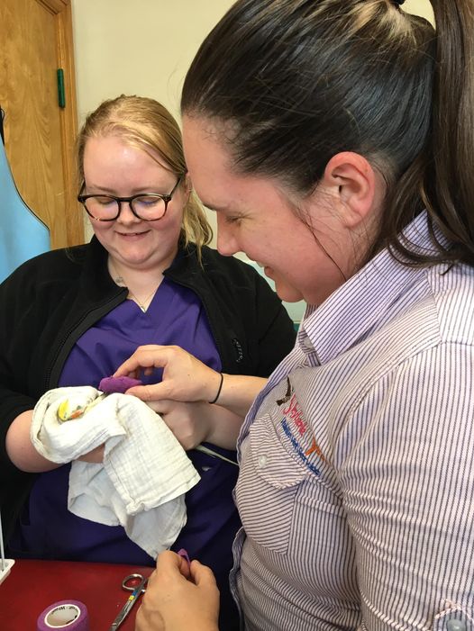 Skylark Vet nurses treating a cockatiel