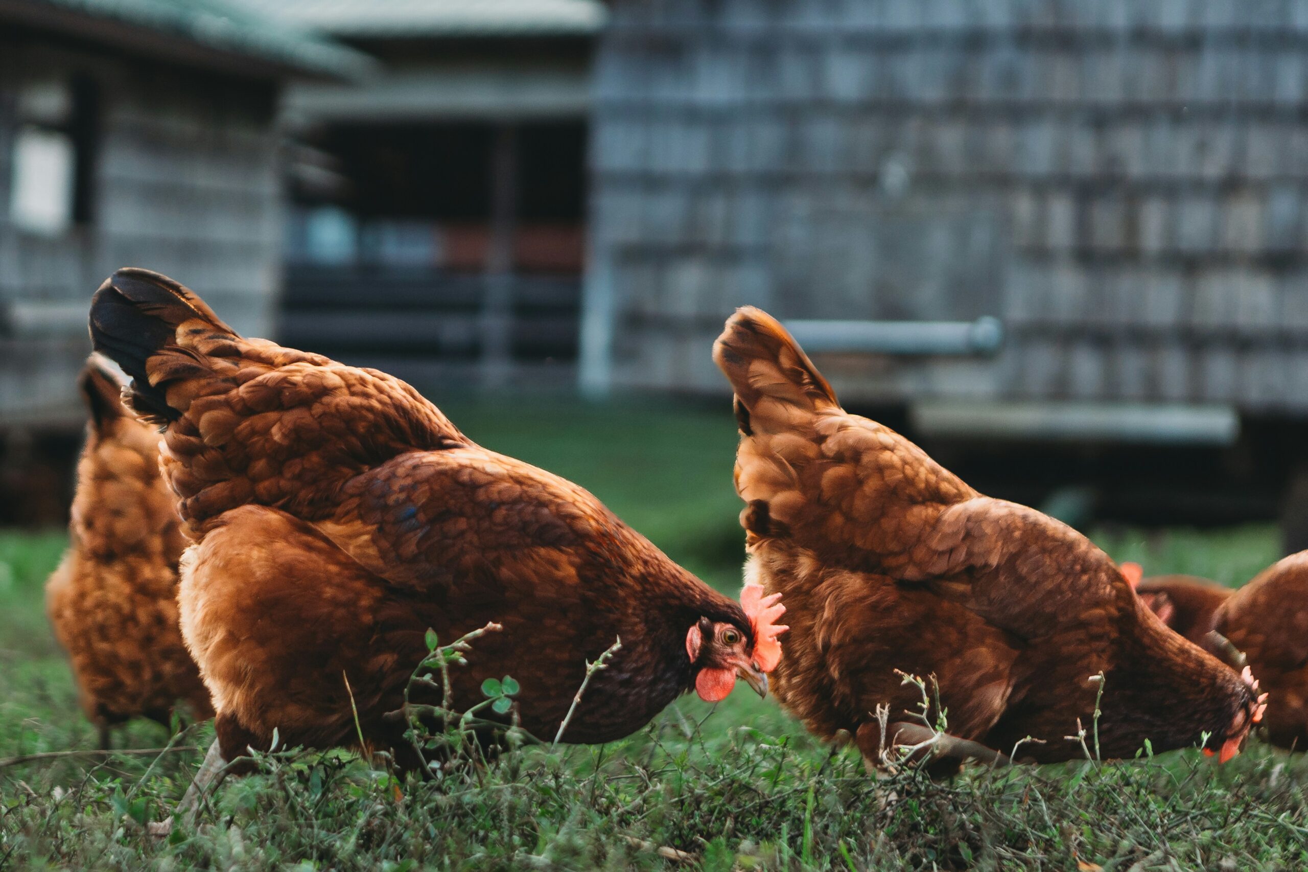 Poultry Vet