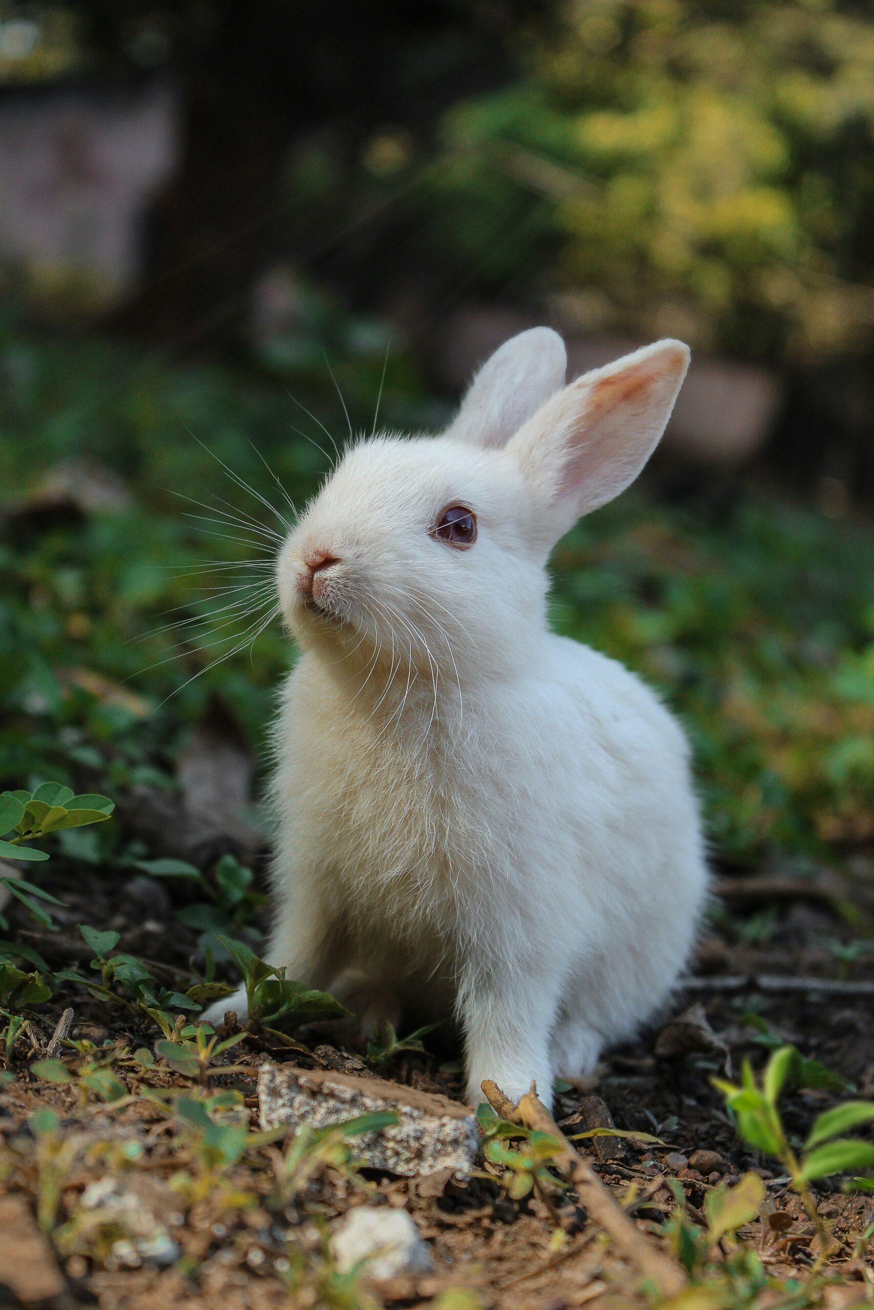 Rabbit Vet