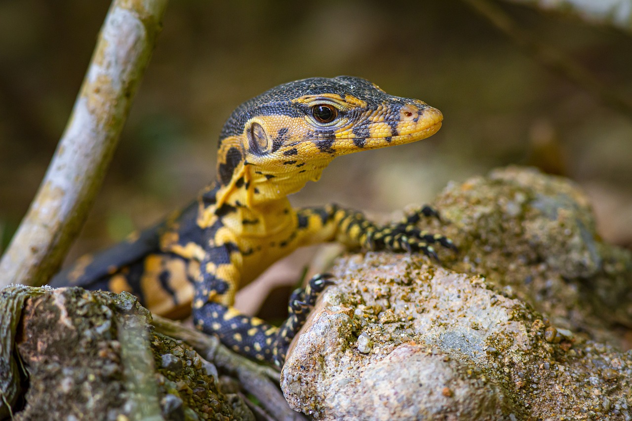 Reptile Vet Asian Water Monitor