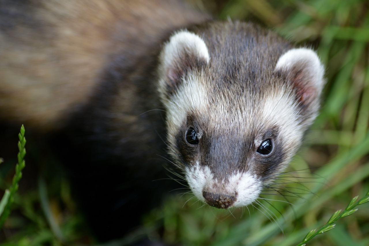 Small mammal vet