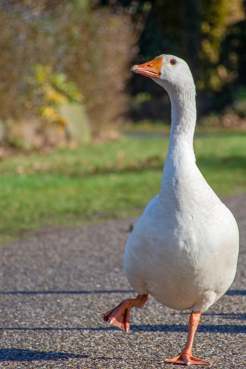 Poultry Vet