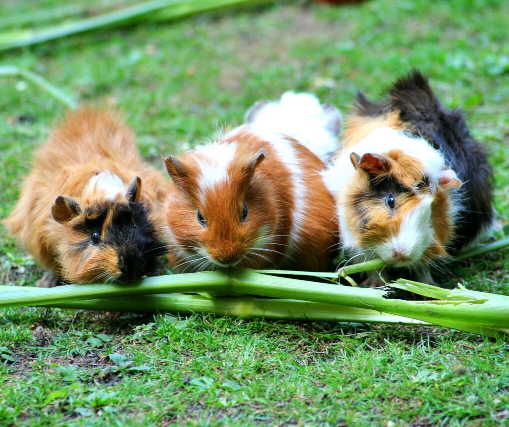 Healthy guinea-pigs