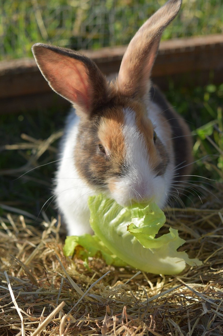 Rabbit Vet