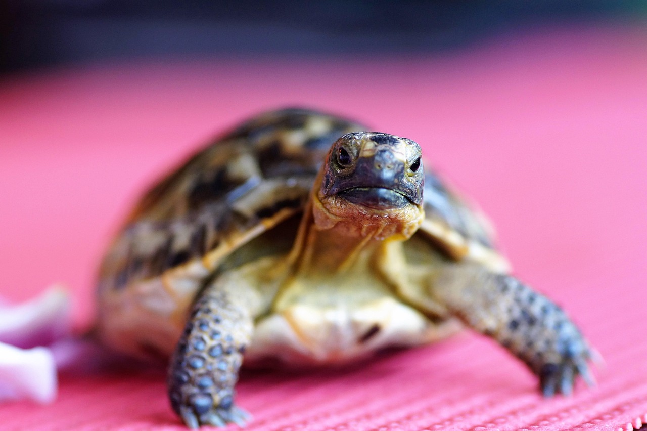 Tortoise Vet