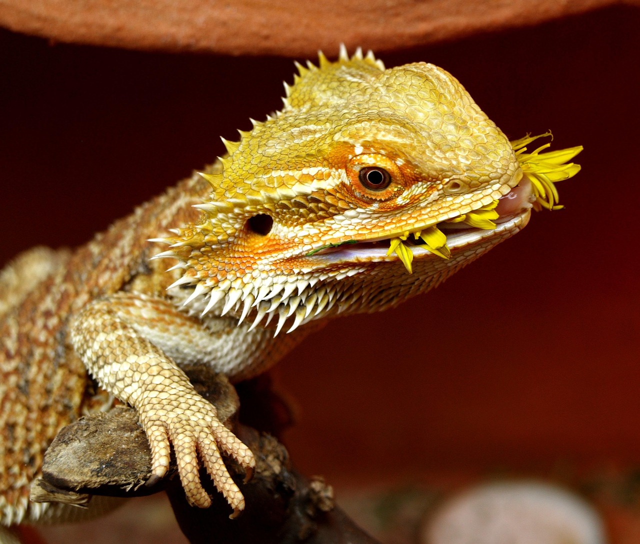 Bearded dragon diet