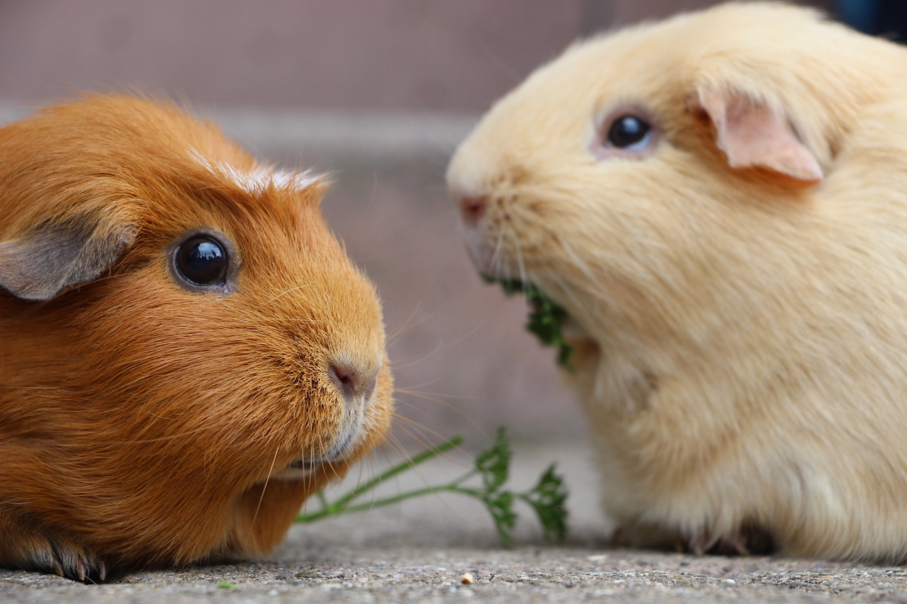 Guinea-pig diet