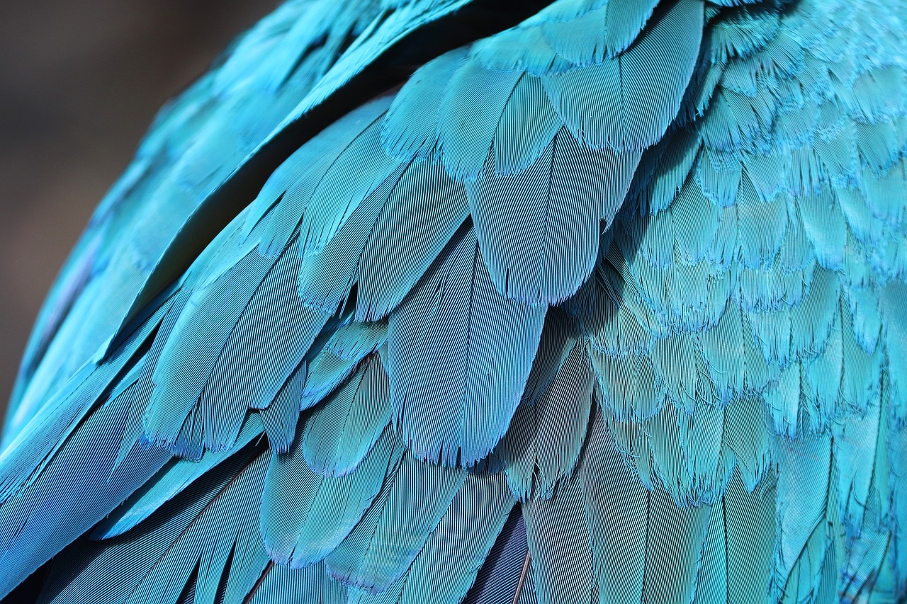 Parrot feathers