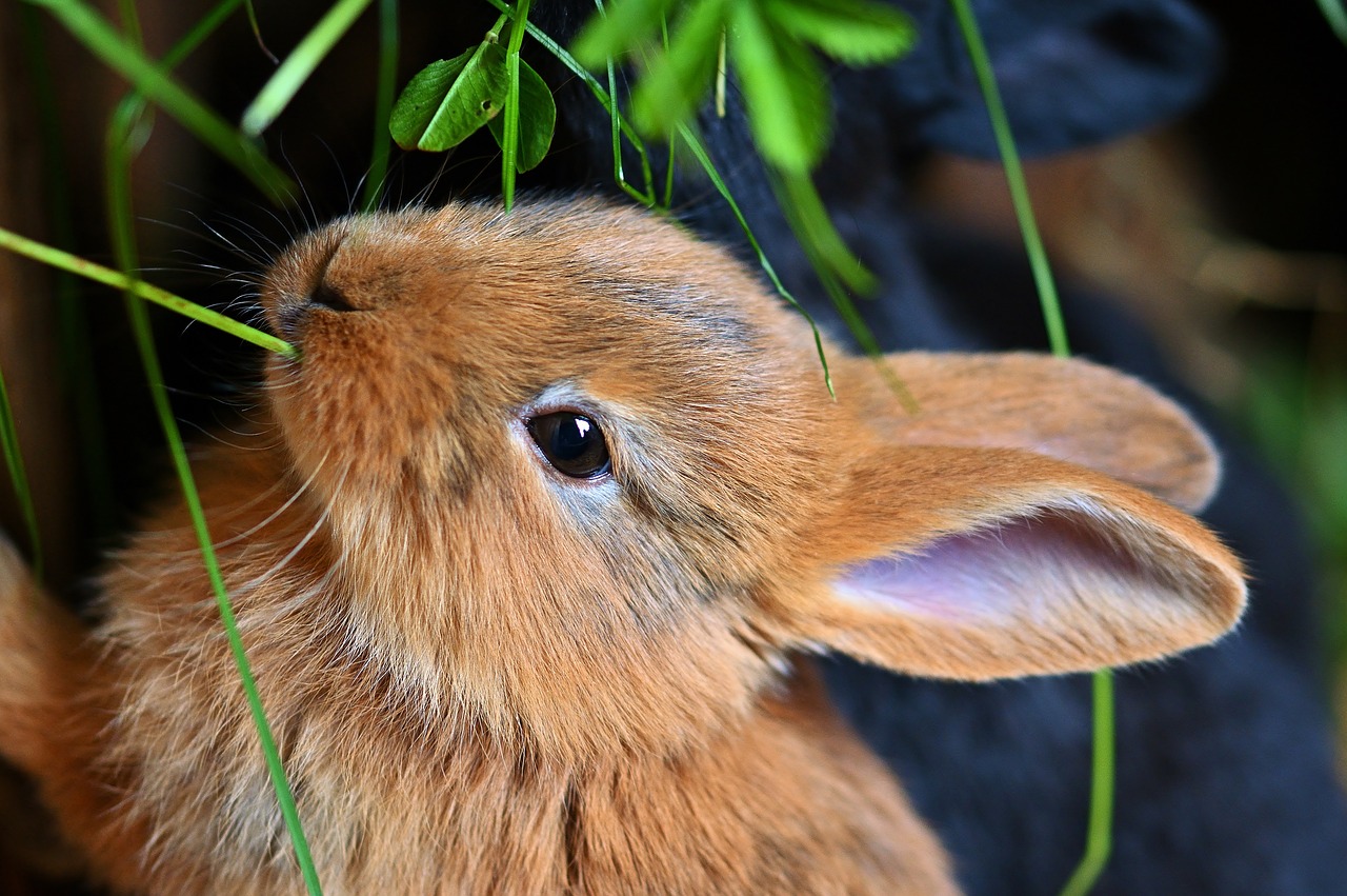 Rabbit diets