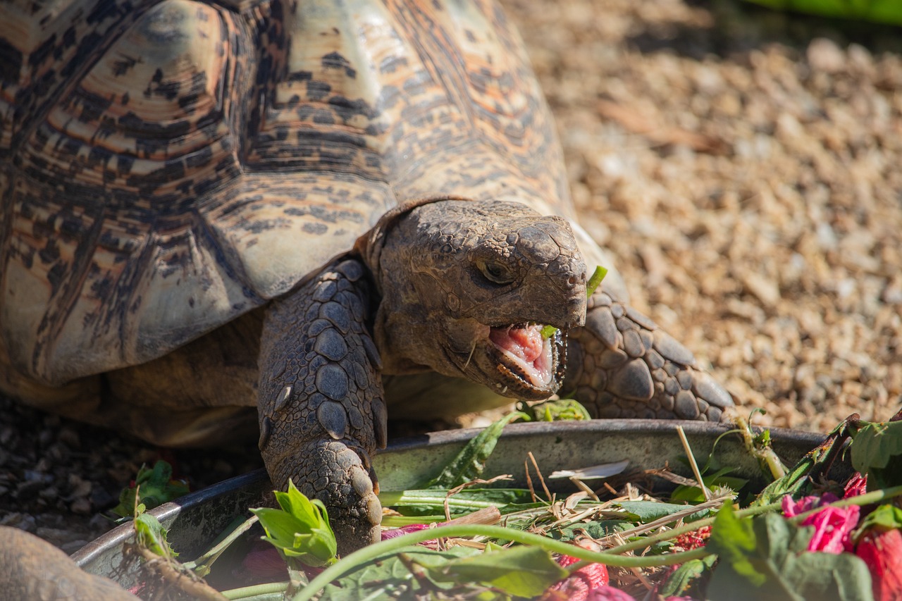 Tortoise diets